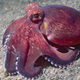 an octopus